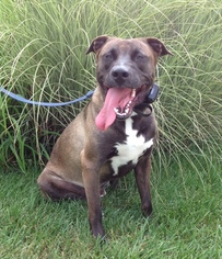 Labrador Retriever-Staffordshire Bull Terrier Mix Dogs for adoption in Amelia, OH, USA