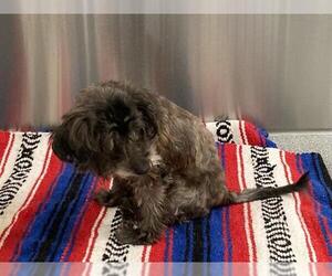 Cairn Terrier-Unknown Mix Dogs for adoption in Orange, CA, USA