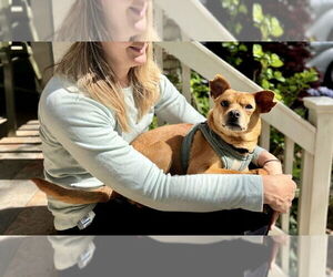 Mutt Dogs for adoption in Candler, NC, USA