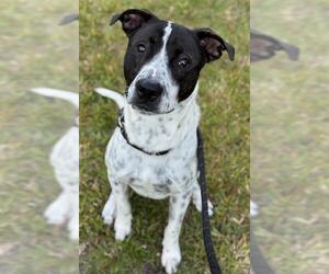 American Staffordshire Terrier-Pointer Mix Dogs for adoption in Fort Lauderdale, FL, USA