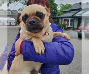 Pug Dogs for adoption in Chester, NJ, USA