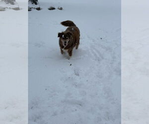 Australian Retriever Dogs for adoption in Gulfport, MI, USA