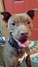 American Pit Bull Terrier Dogs for adoption in Fayette, MO, USA