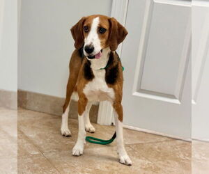Mutt Dogs for adoption in Hilton Head, SC, USA