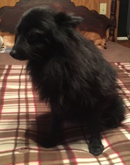 Pomeranian Dogs for adoption in Waldron, AR, USA