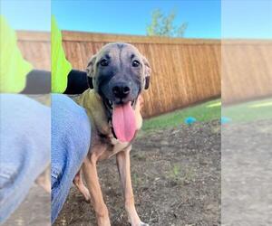 Black Mouth Cur-Unknown Mix Dogs for adoption in Plano, TX, USA