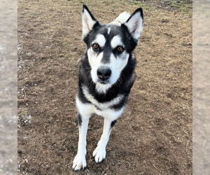 Siberian Husky-Unknown Mix Dogs for adoption in West Valley, UT, USA