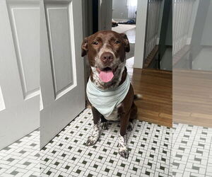 Mutt Dogs for adoption in Wakefield, RI, USA