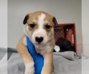 Australian Shepherd-Unknown Mix Dogs for adoption in Oklahoma City, OK, USA