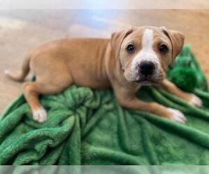 Bullboxer Pit Dogs for adoption in Derwood, MD, USA