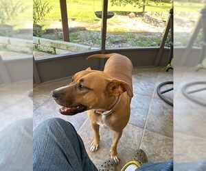 Black Mouth Cur Dogs for adoption in Monticello, MS, USA