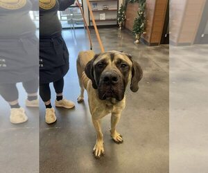 Mastiff Dogs for adoption in New York, NY, USA