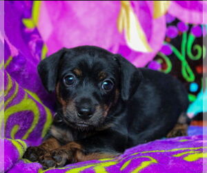 Dachshund-Unknown Mix Dogs for adoption in Weston, FL, USA