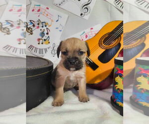 American Foxhound-Bulldog Mix Dogs for adoption in Raleigh, NC, USA