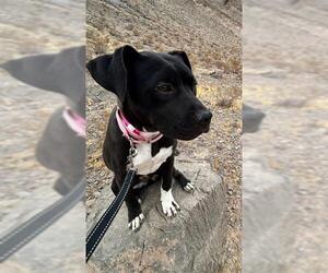 American Pit Bull Terrier-Unknown Mix Dogs for adoption in Las Vegas, NV, USA