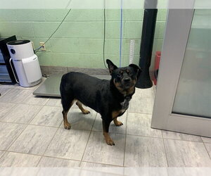 Rottweiler-Unknown Mix Dogs for adoption in Grand Prairie, TX, USA