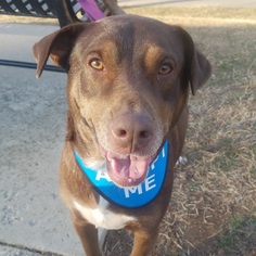 Labrador Retriever Dogs for adoption in Potomac, MD, USA