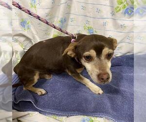 Chihuahua-Unknown Mix Dogs for adoption in Modesto, CA, USA