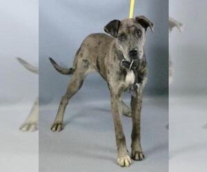 Great Dane-Unknown Mix Dogs for adoption in Cary, NC, USA