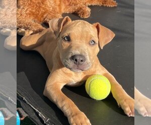 American Staffordshire Terrier-Labrador Retriever Mix Dogs for adoption in west Palm Beach, FL, USA