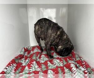 Pug Dogs for adoption in Modesto, CA, USA