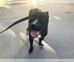American Pit Bull Terrier Dogs for adoption in Santa Barbara, CA, USA