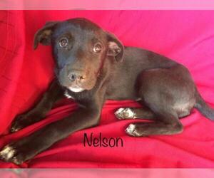 Black and Tan Coonhound-Labrador Retriever-Labrador Retriever Mix Dogs for adoption in New Hampton, NY, USA