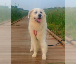 Great Pyrenees Dogs for adoption in Brooklyn Center, MN, USA