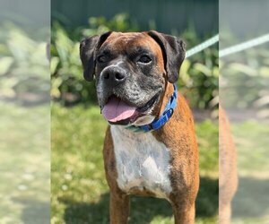Boxer Dogs for adoption in Batavia, NY, USA