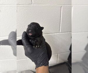 Mutt Dogs for adoption in San Bernardino, CA, USA