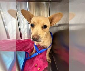 Chihuahua-Unknown Mix Dogs for adoption in Chula Vista, CA, USA