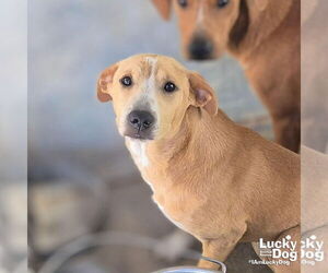 Black Mouth Cur-Retriever  Mix Dogs for adoption in Washington, DC, USA