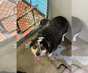 Mutt Dogs for adoption in Winter Park, CO, USA