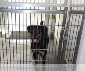 Rottweiler Dogs for adoption in Upland, CA, USA