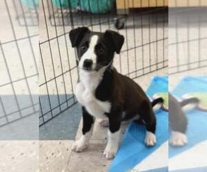 Border Collie-Unknown Mix Dogs for adoption in Palatine/Kildeer/Buffalo grove, IL, USA