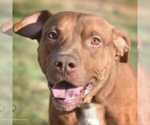 American Pit Bull Terrier-Bulldog Mix Dogs for adoption in St Louis, MO, USA