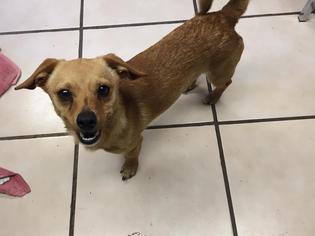 Chiweenie Dogs for adoption in Joplin, MO, USA