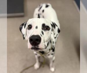 Dalmatian Dogs for adoption in HESPERIA, CA, USA