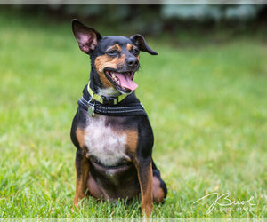 American Rat Pinscher Dogs for adoption in Shakopee, MN, USA
