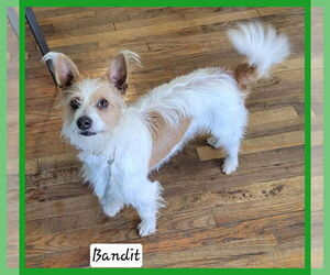 Jack Russell Terrier-Unknown Mix Dogs for adoption in Granbury, TX, USA