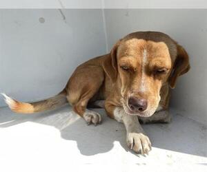 Beagle-Unknown Mix Dogs for adoption in Houston, TX, USA
