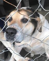 Sheprador Dogs for adoption in Pembroke, GA, USA