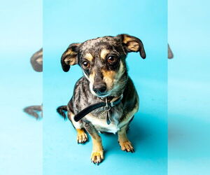Chiweenie Dogs for adoption in Salt Lake City, UT, USA