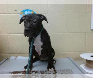 American Pit Bull Terrier Dogs for adoption in Downey, CA, USA