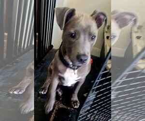 Mutt Dogs for adoption in Melrose, FL, USA