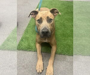 Black Mouth Cur-Rhodesian Ridgeback Mix Dogs for adoption in Euless, TX, USA