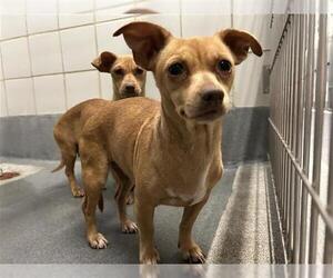 Chihuahua-Unknown Mix Dogs for adoption in San Antonio, TX, USA