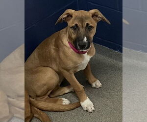 Retriever -Unknown Mix Dogs for adoption in Sterling, MA, USA