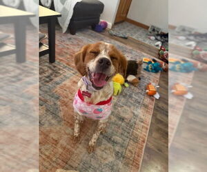 - Mix Dogs for adoption in Curwensville, PA, USA