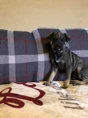 Small Chinese Shar-Pei Mix